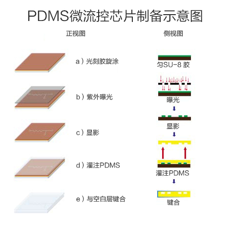 PDMS芯片制备图3.jpg