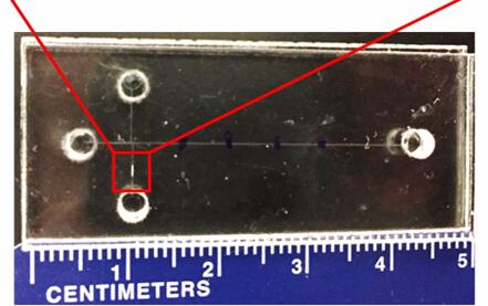 能够预测早产风险的微流控芯片