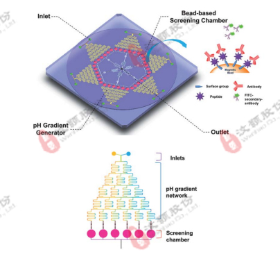 微流控浓度梯度芯片在高通量药物筛选领域应用