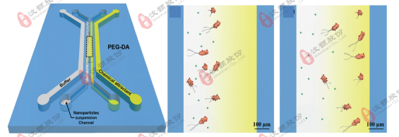 微流控浓度梯度芯片在模式生物趋化领域应用