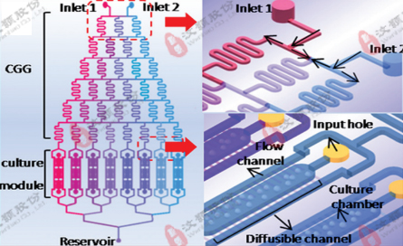 微流控浓度梯度芯片在化学因子毒性评价领域应用