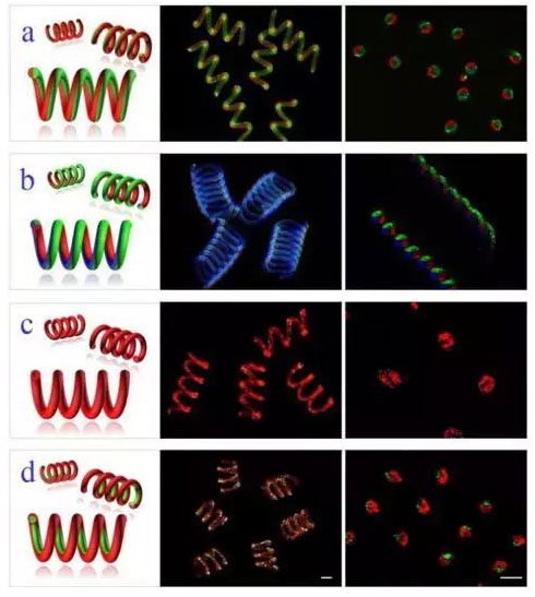 微流控光刻仿生螺旋微型马达