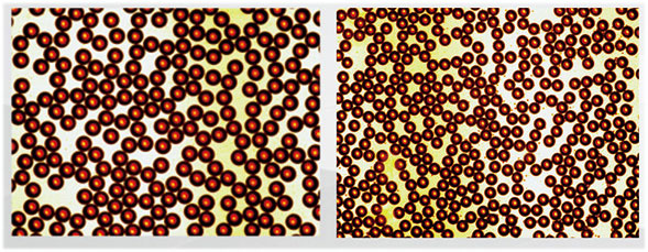 单乳液芯片|微液滴芯片显微镜照片