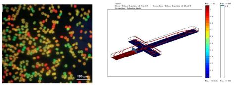 3.基于微胶囊包被的单细胞分选与培养 3.基于微胶囊包被的单细胞分选与培养