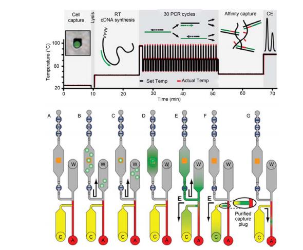 集成微流控芯片对单细胞中基因表达量的全集成分析过程示意图[21] A~C: 单细胞被捕获在微金“岛屿”上; D, E: 细胞被裂解, mRNA 逆转录合成 cDNA, PCR 扩增; F: 一段亲和柱有效富集目标基因片段; G: 目标 基因片段电泳分离与检测. 全过程在 80 min 之内完成