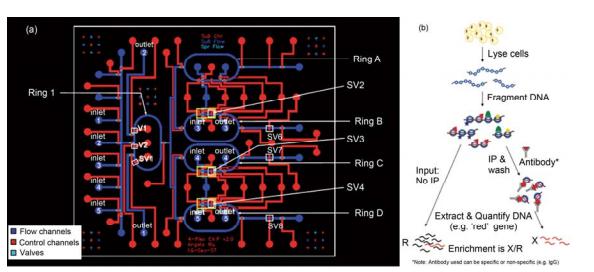 集成微流控芯片对 2000 个左右细胞进行染色质免疫沉淀的研究[22] (a) 芯片设计结构示意图, 4 个环形管路设计可以在一次实验中对 4 组样品平行测定; (b) 染色质免疫沉淀的基本过程示意图