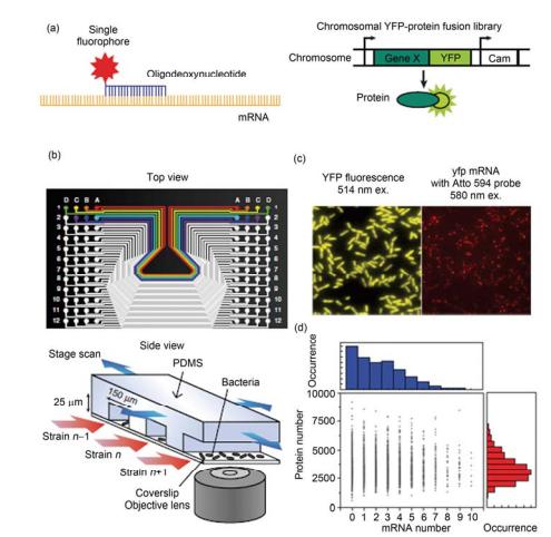 集成微流控芯片用于分析单个细胞中的单分子水平的 mRNA 和蛋白质表达[25] (a) 荧光标记的寡聚脱氧核糖标记单个 mRNA 分子, 黄色荧光蛋白融合的基因标记表达后的蛋白分子; (b) 芯片俯视图和实验装置示意图; (c) YFP 在细胞中的表达, 显示出被转录和翻译的基因; 与该基因对应的 mRNA 被转录; (d) 在某时刻时的 mRNA 转录水平和对应基因的蛋白 质被翻译水平关系图, 表明在该时刻转录水平和翻译水平之间没有显著的相关性