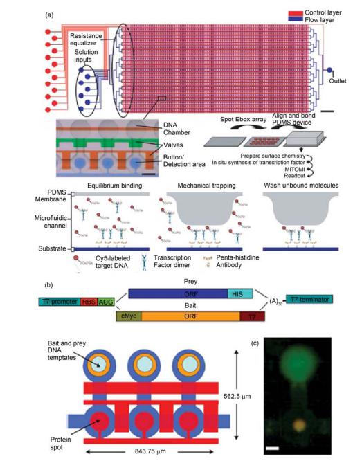 高通量集成微流控芯片中利用机械力限制捕获弱相互作用保留测定和绘制转录因子和蛋白相互作用谱图 (a) 集成 2400 反应腔室和 7233 个微阀的芯片示意图, 测定转录因子与目标 DNA 结合作用力的测定过程; (b), (c) 利用体外蛋白翻译系统结 合芯片中限制捕获弱相互作用保留研究蛋白间相互作用芯片示意图和实际测定中的荧光照片