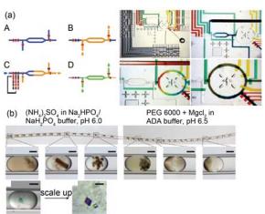 集成微流控芯片中研究蛋白质结晶条件的高通量筛选 (a) “自动化配方”式微流控芯片装置结构示意图与芯片实物图, 微阀 与微泵的配合形成定量式的微注射于微混合器, 定量控制不同溶剂 与沉淀剂所占的比例; (b) 利用集成微流控芯片微液滴技术研究不同条件下膜蛋白的单晶形成和分子结构