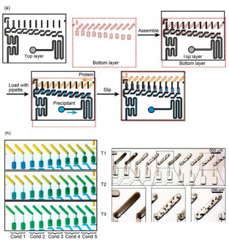 滑动微流控芯片进行蛋白结晶条件筛选实验[38] (a) 芯片实验过程示意图; (b) 不同管道构型和尺寸在实验过程中控制蛋白结晶反应平衡时间实验照片