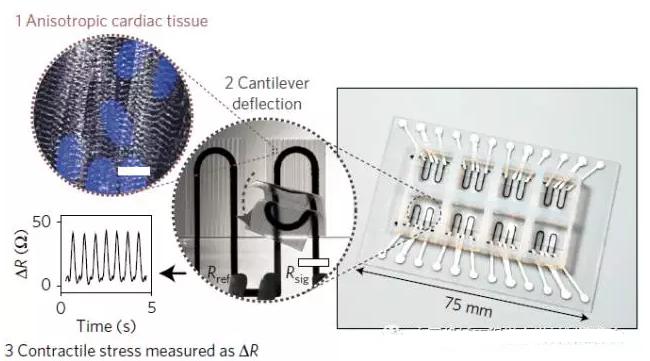 集成传感系统的心脏器官芯片设计