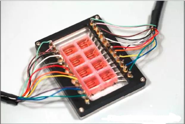 细胞种植后的多孔心脏器官芯片