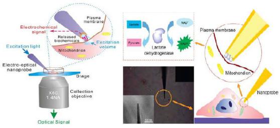 生物传感器与生物芯片