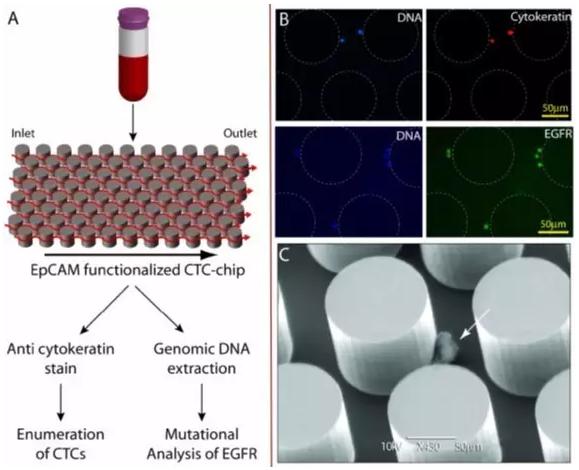 阳性富集—CTCs-Chip