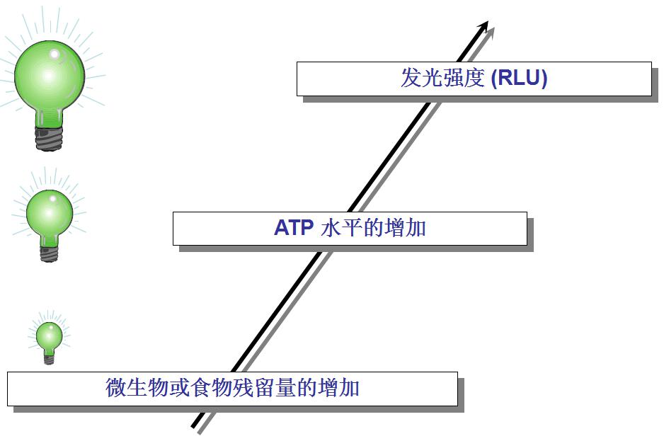 5.ATP与食物和微生物的关系