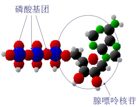 ATP荧光检测仪原理及应用