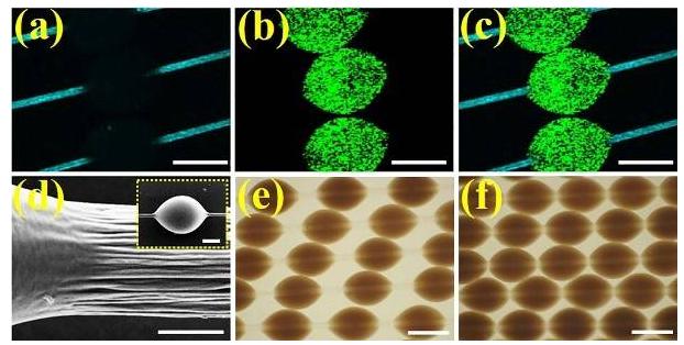 微载体在纤维上可滑动的特性所展示的同一组微纤维上的载体分散、堆叠状态下的光镜图