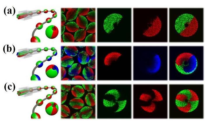 多组分微载体的微流控制备示意图和共聚焦表征