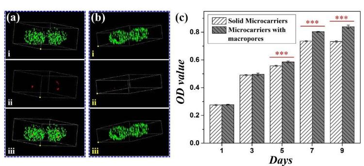 6.大孔微载体与实心微载体对包裹的细胞活性的比较
