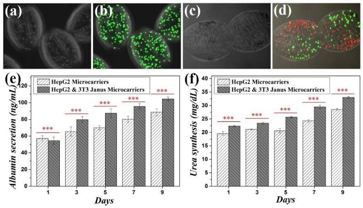 两组分微载体在细胞共培养方面的研究