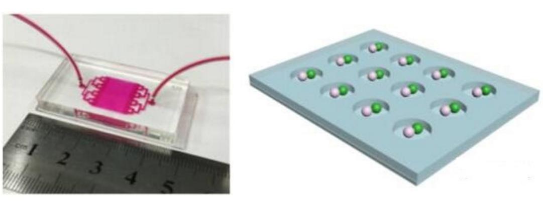 用于单细胞捕捉及配对的微流控芯片示意图