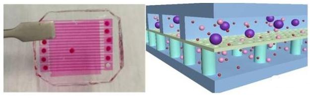 用于循环肿瘤细胞（CTCs）分选-计数的微流控芯片示意图