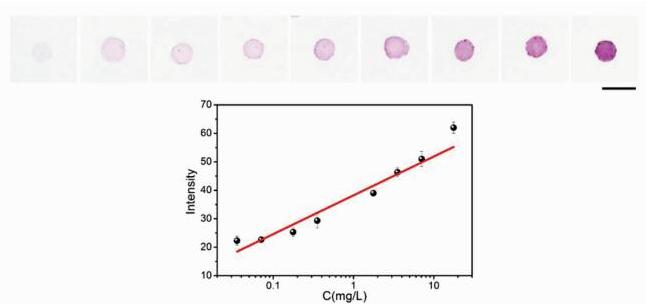 Cr(Ⅵ)离子的定性可视化检测及定量分析