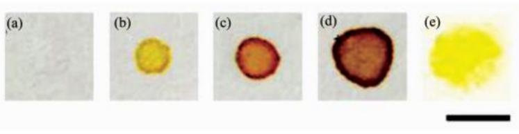 在全氟辛基二氧化硅(a~d)和甲基二氧化硅(e)修饰的疏水表面上进行细菌检测(a)E.coli +破膜剂, 无CPRG；(b)E.coli + CPRG, 无破膜剂；(c)E.coli +破膜剂+ CPRG；(d)E.coli(2倍用量)+破膜剂(2倍用量) + CPRG；(e)E.coli +破膜剂+ CPRG(标尺=5 mm)