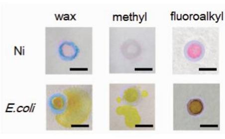分别利用三种隔离图案进行Ni(Ⅱ)离子和细菌检测