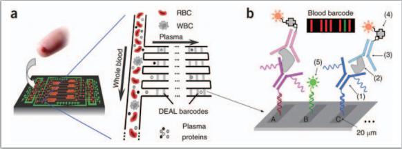 整合式微流控芯片可进行血球血浆分离及细胞激素之检测