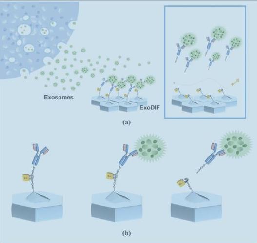 一种能高纯度捕获和释放外泌体的微流体装置原理