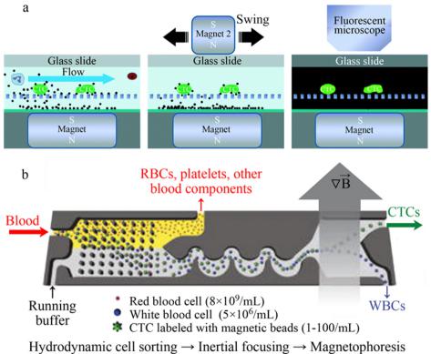  (a)尺寸过滤+免疫磁力分选[50]和(b)确定性侧向偏移+惯性+磁性分选多级分选结构