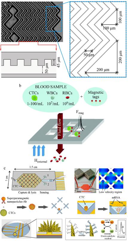 CTCs亲和分选装置(a)鱼骨结构微漩涡发生器、(b)抗体标记的磁性粒子捕获CTCs及(c)速度谷分选芯片、电化学裂解电极、纳米结构传感器的示意图