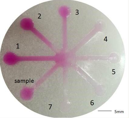 基于微流控技术的纸芯片用于亚硝酸盐检测 基于微流控技术的纸芯片用于亚硝酸盐检测