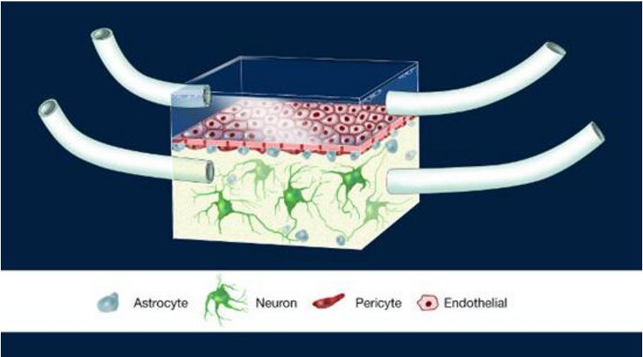 神经血管单元（Illustration of the NeuroVascular Unit, NVU）芯片图例，这是一款人类血脑屏障模型。多孔膜分离了大脑建模腔室和代表周围血管系统的腔室