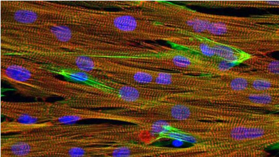 芯片上实验小白鼠心脏组织的显微图像，心肌细胞（红色）、细胞核（蓝色）和肌动蛋白（绿色）