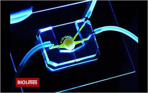 拥有微流控通道（黄色）的眼睛芯片，能够将营养物质带给位于圆形支架中心的细胞。该团队还开发了一个微工程眼睑，能够在芯片上模拟眨眼