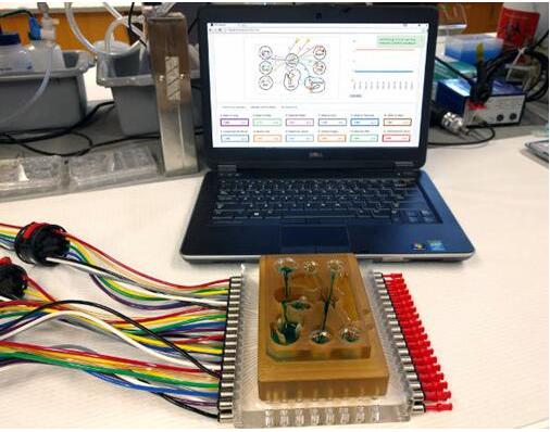 研究人员将多器官平台连接到相关软件，每个孔都连接有一个微型生理系统，如肺、肠道，或中枢神经系统，流体流经通道以模拟生理心脏输出