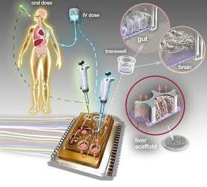 人体芯片的艺术表现接近于体外生物学，生物工程设备培养了许多能够代表每个器官最小功能单元的3D组织培养