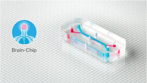 Emulate的器官芯片，如大脑芯片，包含排列成千上万活的人体细胞和组织的微小中空通道，每个都有大约AA电池（5号电池）大小