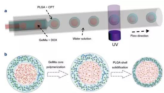 使用液滴微流控技术制备核壳结构微胶囊用于药物输送