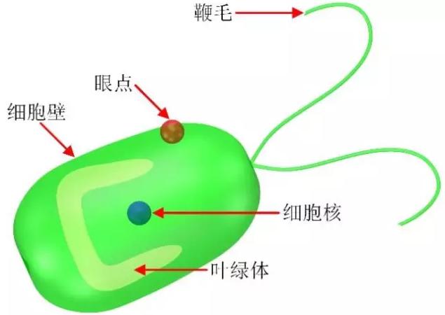 藻类细胞机器人示意图