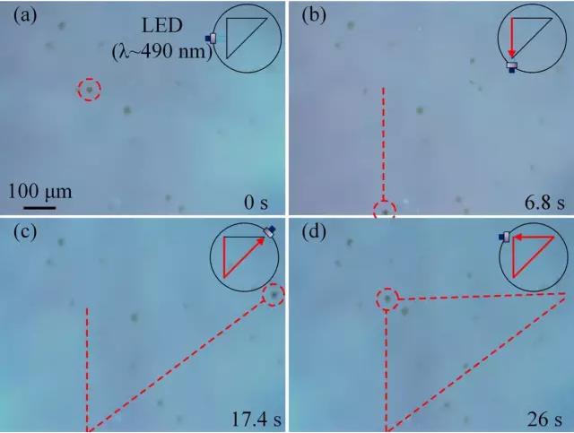 藻类细胞机器人沿着三角形轨迹运动