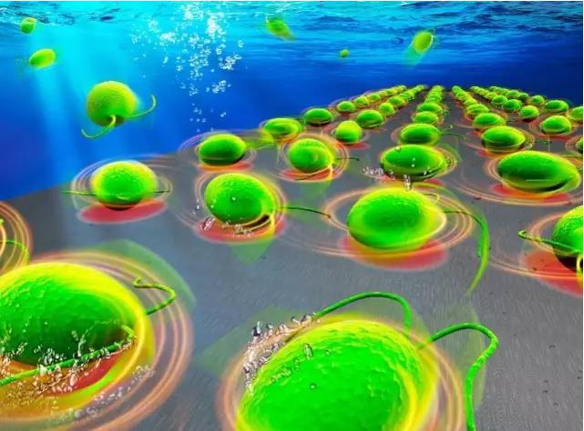 Lab on a Chip封面刊载中科院沈阳自动化所藻类细胞机器人的科研成果