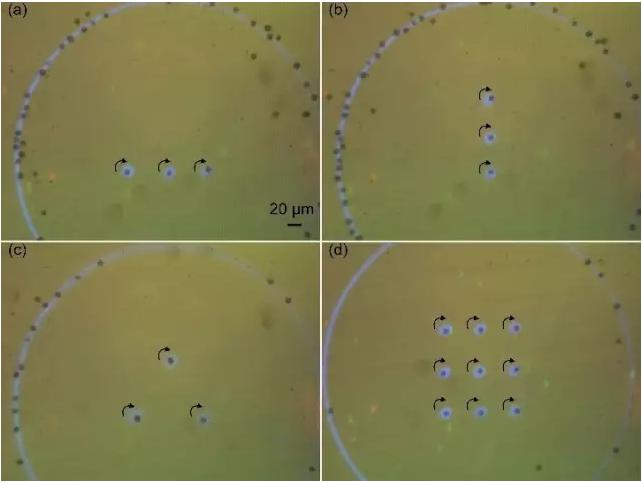 藻类细胞定向旋转阵列