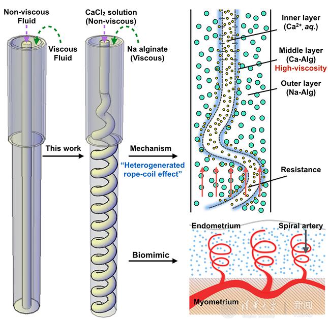 含螺旋血管通道的水凝胶纤维制备技术上取得新进展