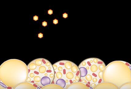 微针贴片助燃皮下脂肪,或让坐着减肥成现实!