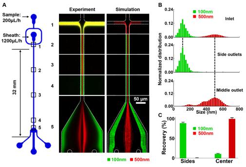 微流控芯片的结构示意图及不同尺度纳米颗粒分离的实验观测与数值模拟对比