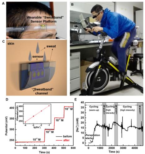 图2.（A）、（B）和（C）为可穿戴“导汗带”汗液传感器设备的照片和示意图；（D）汗液传感器芯片在穿戴前和穿戴后对不同浓度标准Na＋溶液的校准曲线；（E）为汗液传感器在人体上运动过程中实时连续监测汗液中Na＋浓度变化的曲线图。
