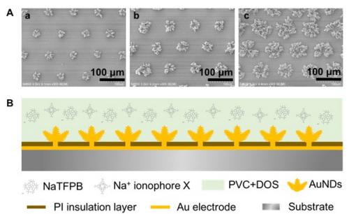 图1.（A）电沉积制备不同比表面积的三维金纳米结构固体接触传导阵列电极；（B）全固态离子选择性阵列电极构建的结构示意图。